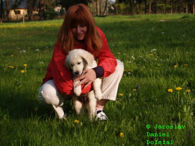 CHS Vera Moravia, chovatelská stanice Vera Moravia, štěňata Golden Retriever, štěňata zlatý retrívr, Louňovice Praha východ, Zlatý retrívr výcvik, pojištění 